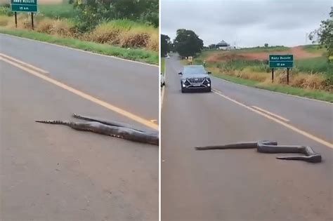 Sucuri Flagrada Atravessando Vicinal De Potirendaba Sp