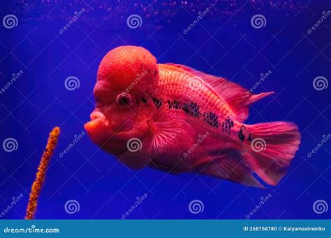 Flowerhorn Cichlid Or Luohan Fish In The Aquarium Pool Stock Photo