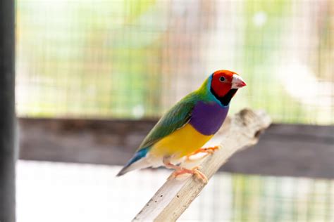 14 Facts About The Gouldian Finch (The Jewel Of Australia)