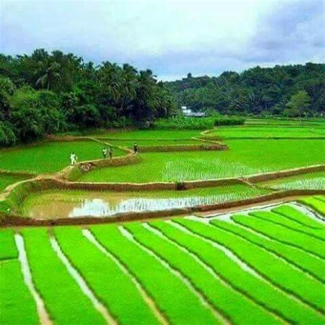 Paddy field. ....kerala. ... | Pakistan travel, Punjab, Green fields