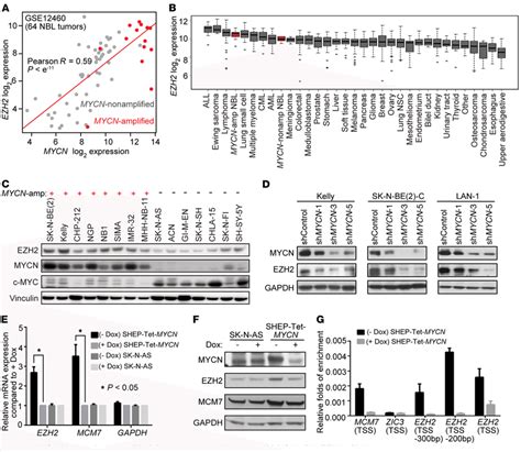 Mycn Directly Activates Ezh Expression A Correlation Of Mycn Mrna