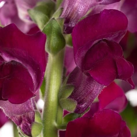 Purple Snapdragon The Queens Flowers