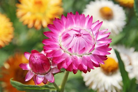 Strohblumen Standort Hier Gef Llt Es Ihnen Gut