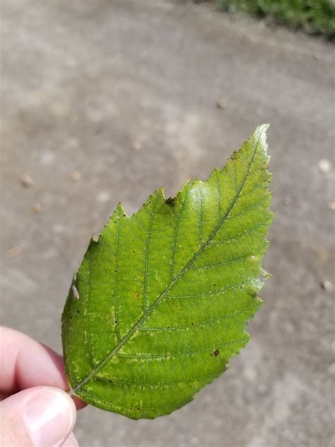 Instantly Identify any Plant or Tree with PlantSnap! Rural Mom