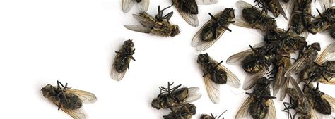 How to Get Rid of Cluster Flies - DIY Pest Control