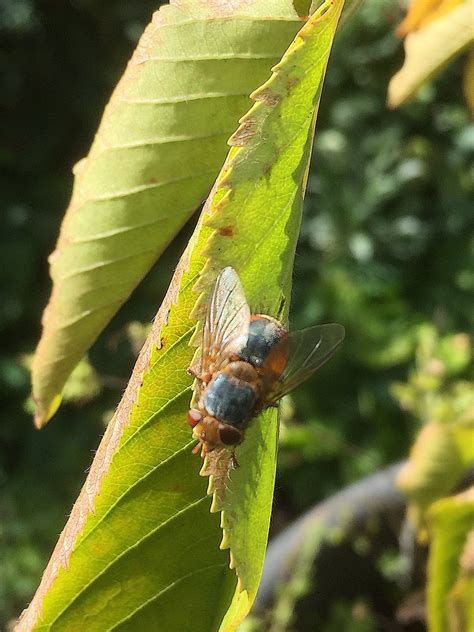 Calliphora From Geelong Vic Australia On March 26 2021 At 1224 Pm By