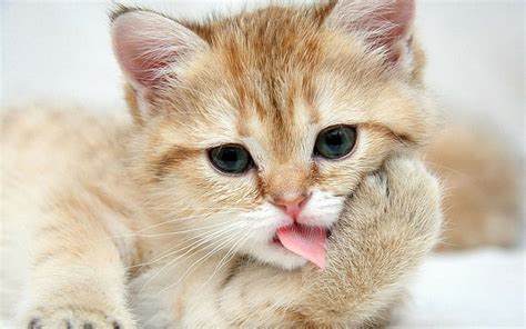 Cat Kitten Tongue Hd Orange Tabby Ca Animals Cat Kitten Tongue Hd