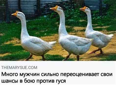Гуси | Пикабу