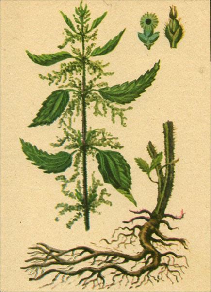 Какими бывают листья | форум Babyblog