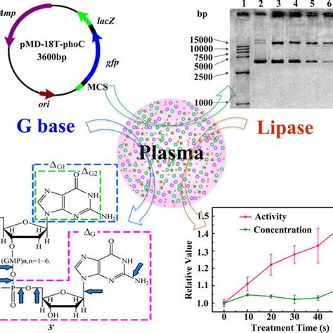 Pictures of the second-generation ARTP mutation breeding system (a ... 