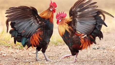 Our 13 Favorite Rooster Breeds (Including Pictures) (2021)