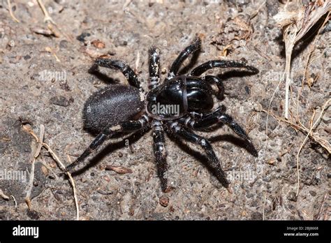 Funnel Web Spider Stock Photo - Alamy