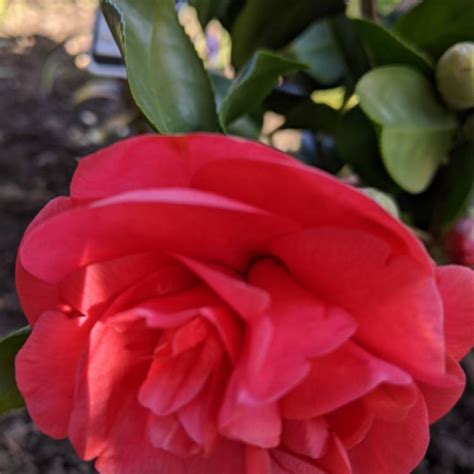 Camellia japonica 'Doctor King', Camellia 'Doctor King' - uploaded by ...