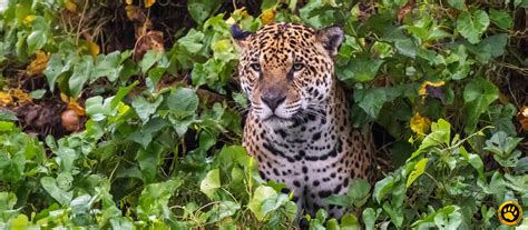 Onça Pintada Só Tem No Brasil - 2 destinos para avistar onça-pintada no Brasil - Blog Vida ao ar livre