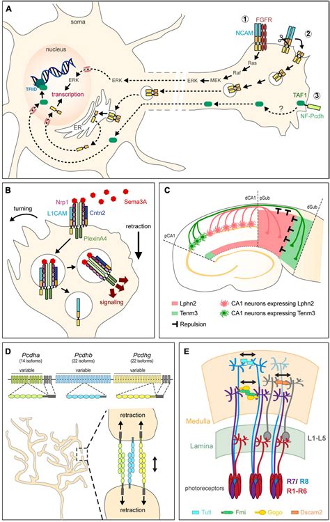 Frontiers To Stick Or Not To Stick The Multiple Roles Of Cell