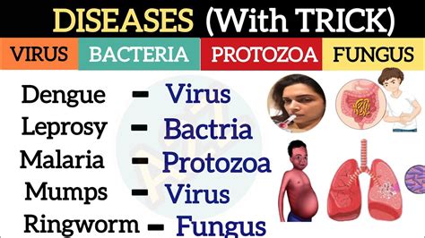 Diseases Gk Human Disease Gk Viral Bacterial Fungal Diseases