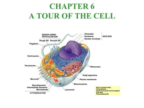 PPT CHAPTER 6 A TOUR OF THE CELL PowerPoint Presentation Free