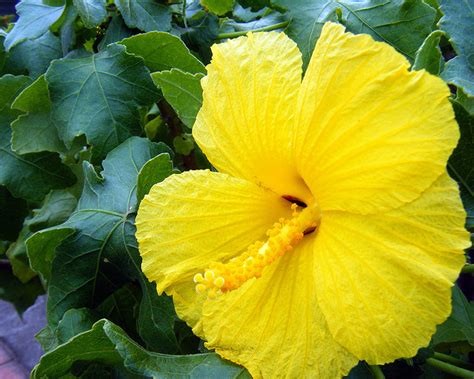 Hawaii State Flower Yellow Hibiscus