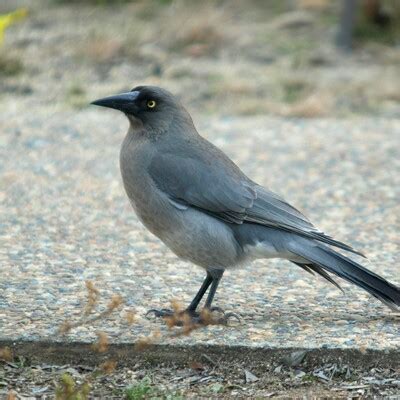 Gray Currawong (Strepera versicolor) :: BirdWeather