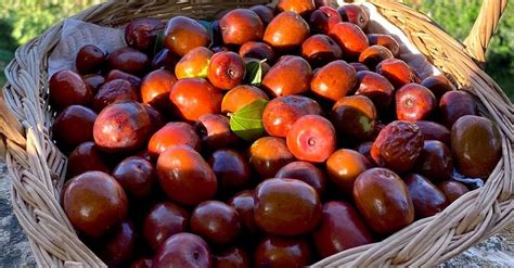 Le proprietà delle giuggiole il frutto che allontana lo stress Ohga