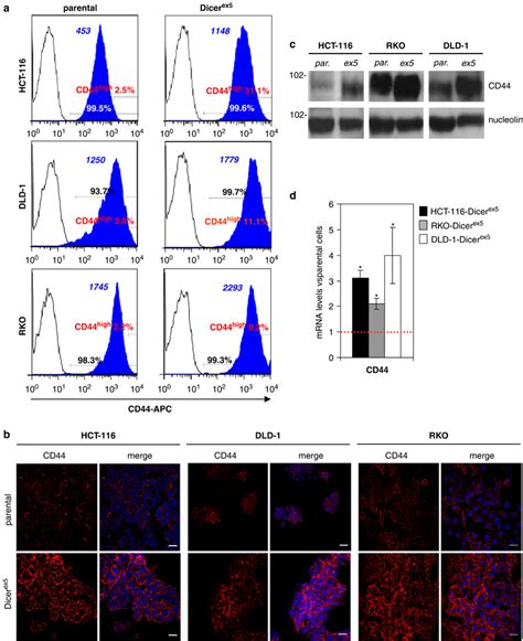 Cd Expression Is Induced In Colon Cancer Cells With Impaired Dicer