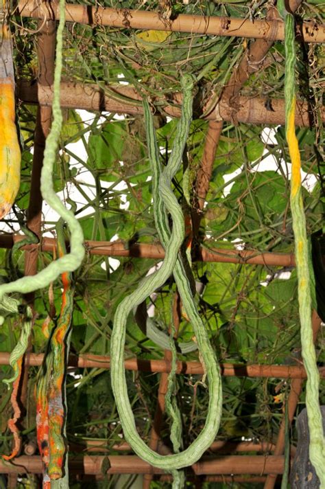 Snake Gourd Flower To Fruit : Snake gourd (trichosanthes anguina) is ...