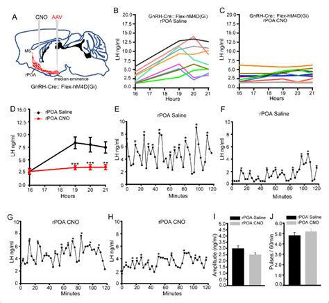 Chemogenetic Inhibition Of Gnrh Neuron Soma Proximal Dendrite Activity