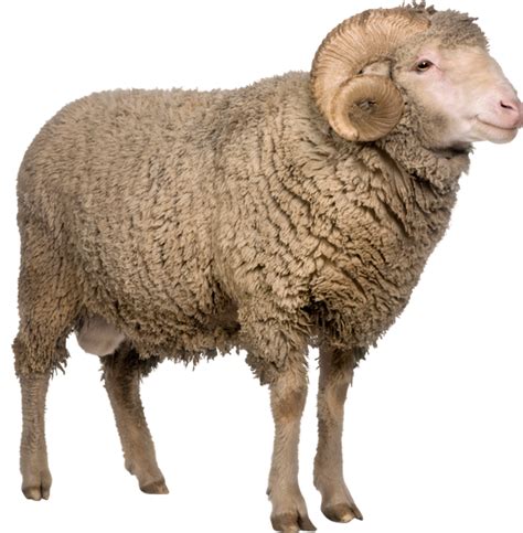 Sheep Emoji Png