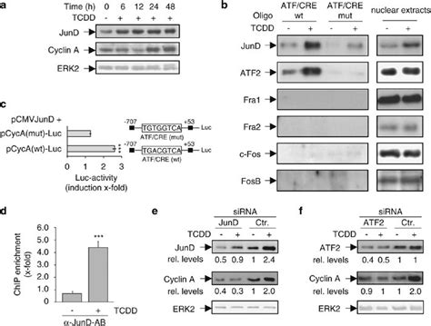 Jund Mediates 2378 Tetrachlorodibenzo P Dioxin Tcdd Dependent