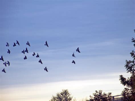 Birds In Autumn Sky Free Stock Photo Public Domain Pictures