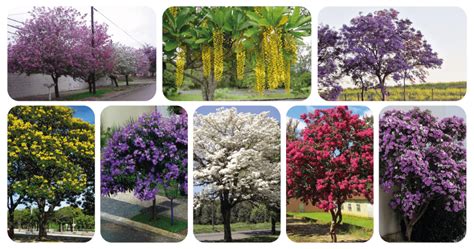 Veja 8 árvores flores para plantar na sua calçada