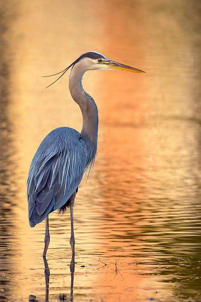 Great Blue Heron Stock Photos Pictures Royalty Free Images