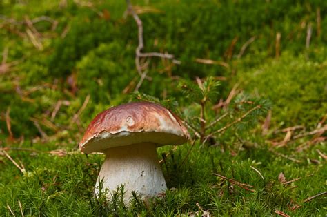 What Makes An Expensive Mushroom Worth The Cost For Gourmet Cooking - RYZE Superfoods