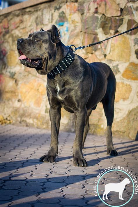 2 Inch Leather Cane Corso 【Collar】 with Studs and Spikes : Cane Corso ...