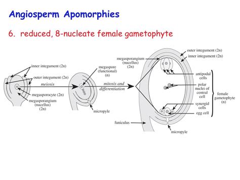 Ppt Angiosperm Evolution Powerpoint Presentation Free Download Id2130711