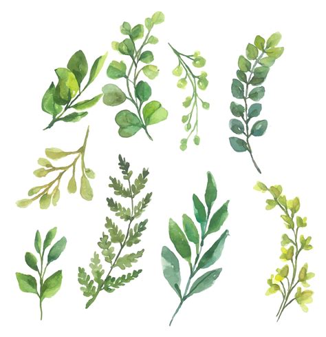 leaves watercolor clipart vector  vector art  vecteezy