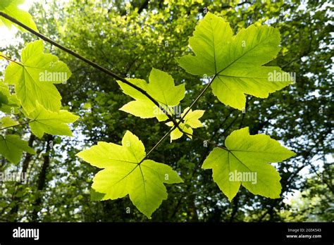 Tree Leaves Sycamore Hi Res Stock Photography And Images Alamy