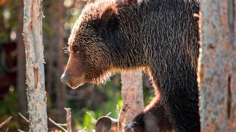 35 Year Old Man Survives Grizzly Bear Attack After Encountering 2 At National Park Abc7 Chicago