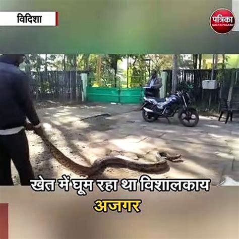 खेत में घूम रहा था विशालकाय अजगर Video Dailymotion