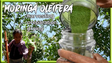 How To Make Moringa Leaves Powder Harvesting Preparation And Drying