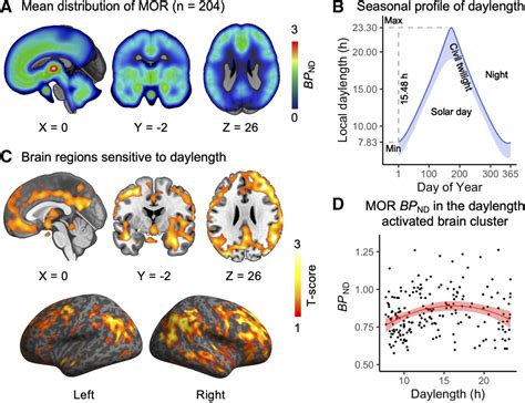 Seasonal Variation In The Brain Opioid Receptor Availability