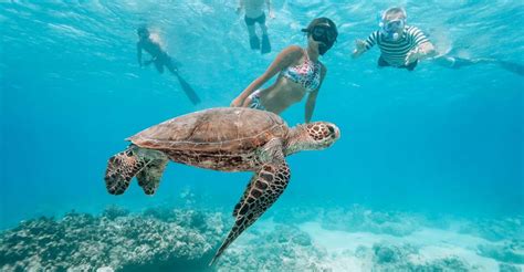 Oahu Waikiki Turtle Snorkeling Adventure GetYourGuide