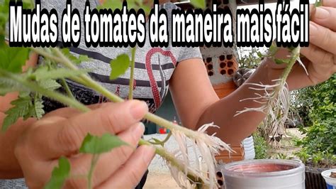 Fiz Mudas De Tomates Cereja Por Enraizamento Limpando A Ro A De