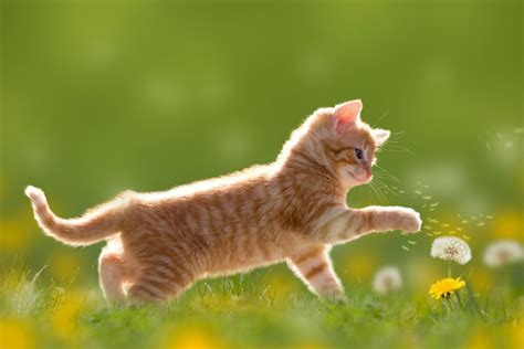 1920x1200 kitten wallpaper free - Coolwallpapers.me!