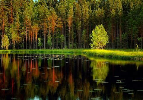 Calm Forest Lake Forest Shore Quiet Grass Bonito Trees Lake