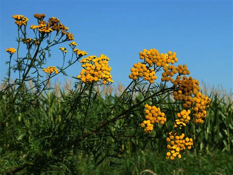 rumput bunga kelopak foto gratis  pixabay pixabay