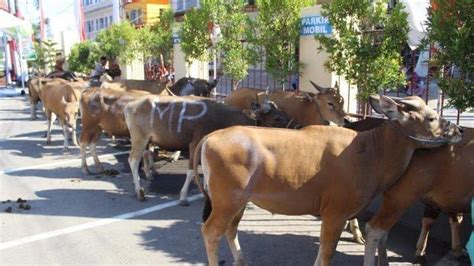 Pemkot Pontianak Siap Serahkan Sebanyak 41 Sapi Kurban