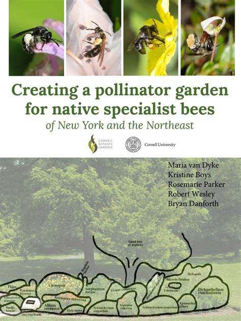 Creating A Pollinator Garden For Native Specialist Bees Of Newyork And