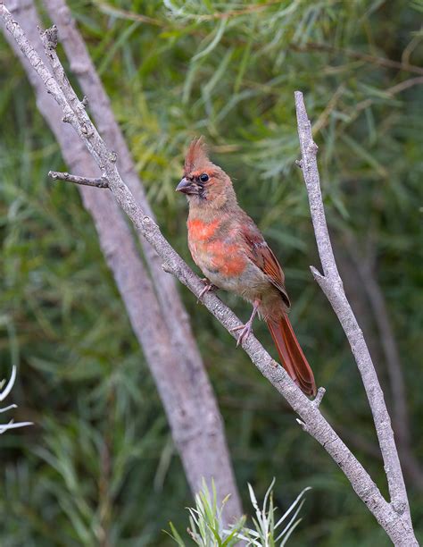 Juvenile Northern Cardinal Still Has Its Black Beak Flickr