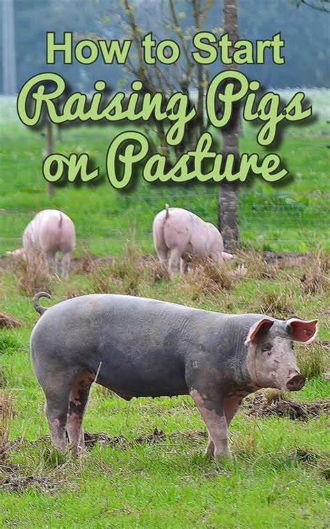 Raising Pigs On Pasture Raising Farm Animals Raising Goats Backyard